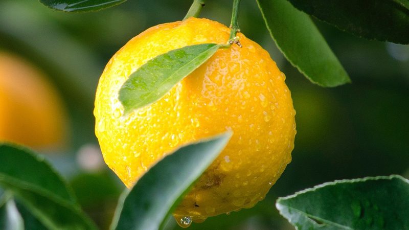 全基因组检测：标准规范背后的科学逻辑**