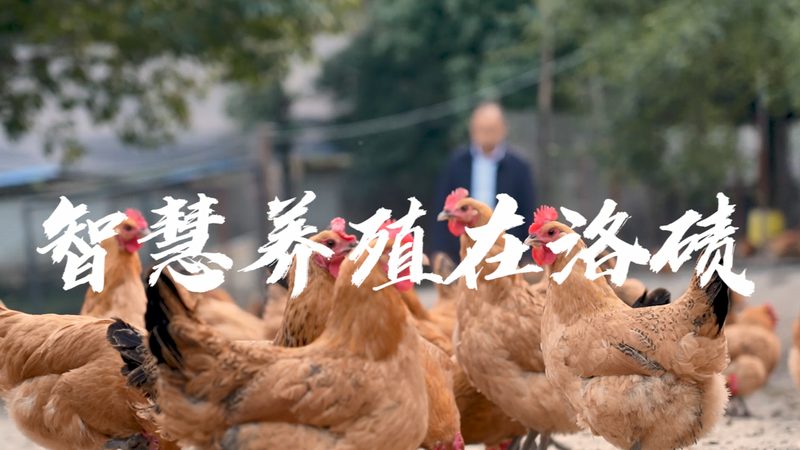 医用PCR检测试剂：揭秘其背后的技术奥秘**